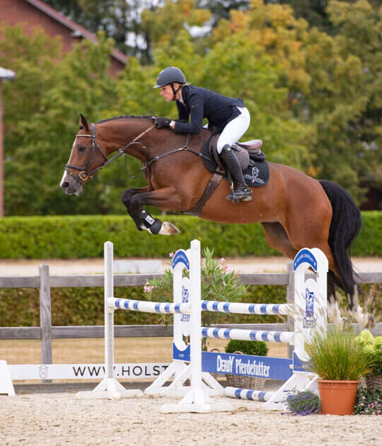 derby community HOLSTEINER VERBAND